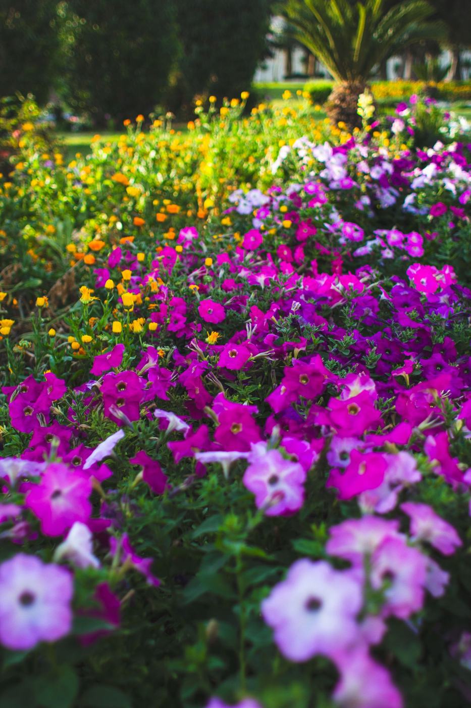 Flower bed with petunias